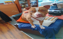 Mixed Breed dogs for sale: Urgent Home needed for Duke - Image 1