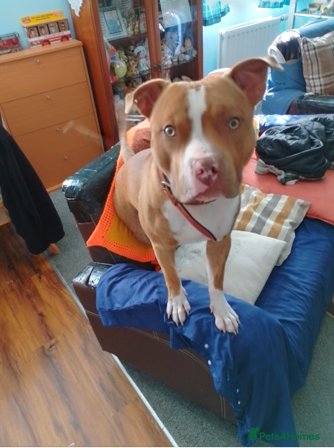 Mixed Breed dogs for sale: Urgent Home needed for Duke - Image 1