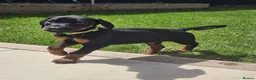 Dobermann dogs for sale: ☆☆Ready to leave Today  Black Doberman Puppies☆☆ - Advert 3