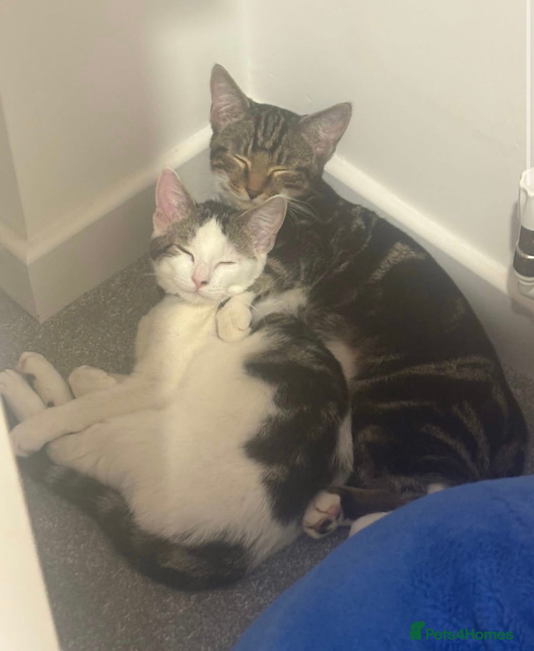 Mixed Breed cats for sale: 6 month old kittens brother and sister - Advert 3