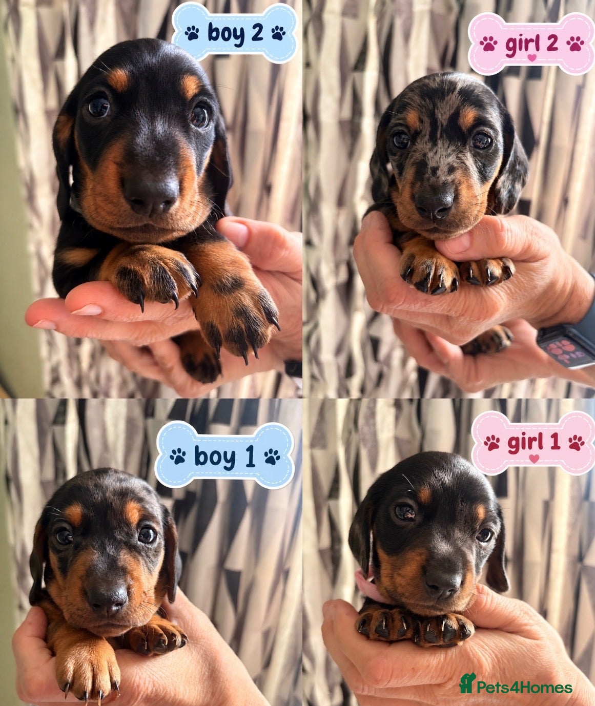 Miniature Dachshund dogs GORGEOUS PRA CLEAR MINIATURE DACHSHUND PUPPIES - Advert 1
