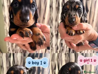 Miniature Dachshund dogs GORGEOUS PRA CLEAR MINIATURE DACHSHUND PUPPIES - Advert 1