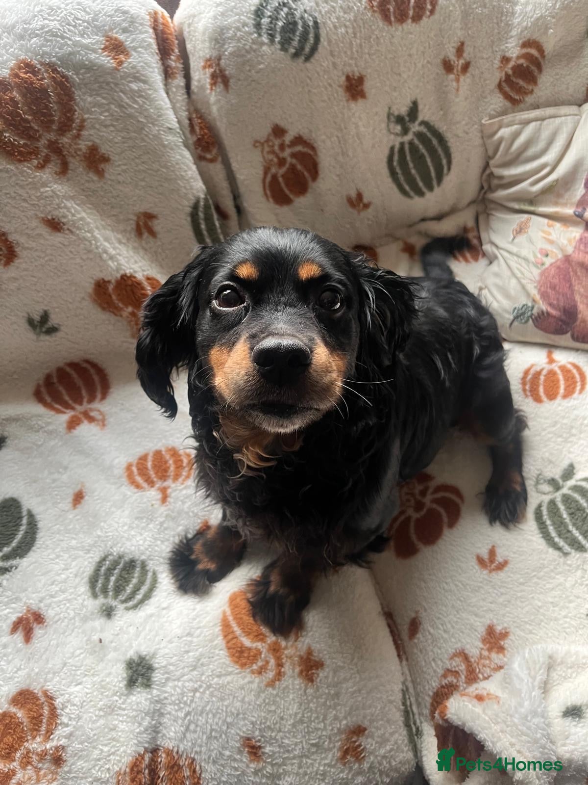 Mixed Breed dogs Mixed Breed CockerxPattrrdale looking for new home - Advert 1