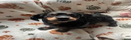Mixed Breed dogs for sale: Mixed Breed CockerxPattrrdale looking for new home - Advert 1