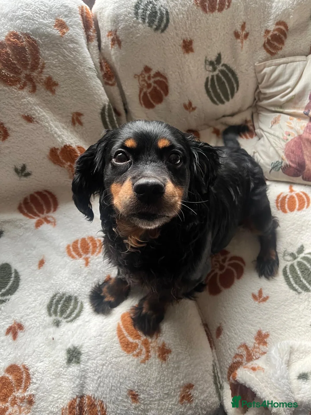 Mixed Breed dogs for sale: Mixed Breed CockerxPattrrdale looking for new home - Advert 1