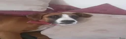 Mixed Breed dogs for sale: Boxer X in Fleetwood - Advert 13