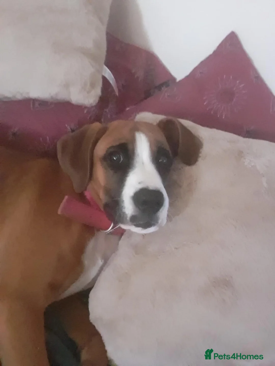 Mixed Breed dogs for sale: Boxer X in Fleetwood - Advert 13