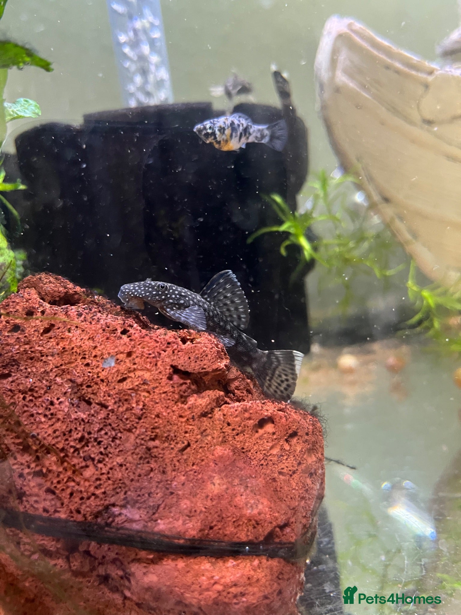 Plecos fish Shortfin Bristlenose SALE - Advert 7