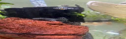 Plecos fish for sale: Shortfin Bristlenose SALE - Advert 1