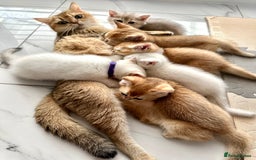 British Shorthair cats for sale: Last 2 adorable boys looking for a loving family  - Image 15