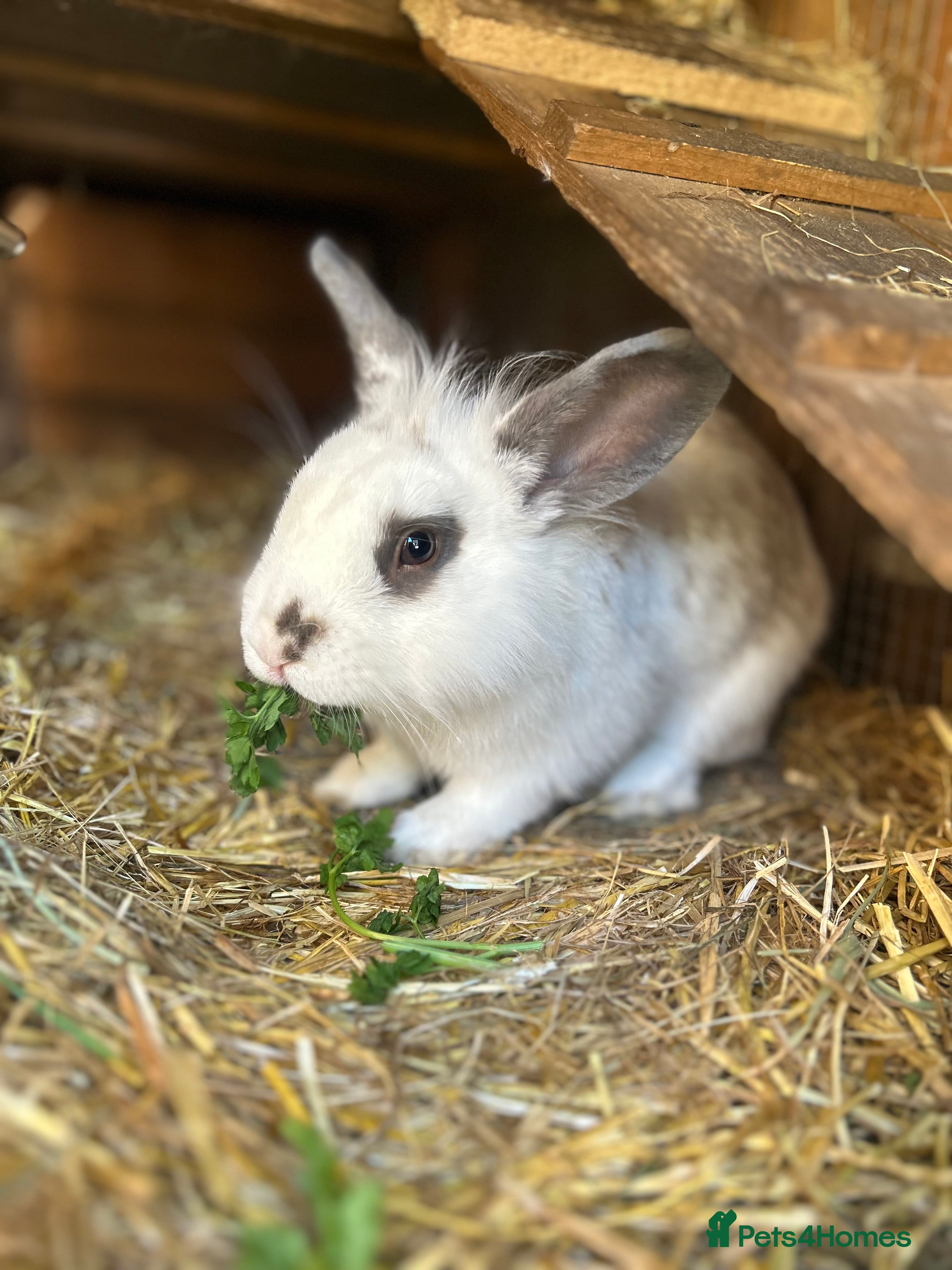 Lionhead rabbits bunny looking for his forever home - Advert 13