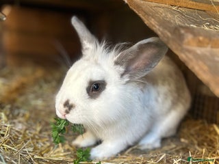 Lionhead rabbits - Advert 30