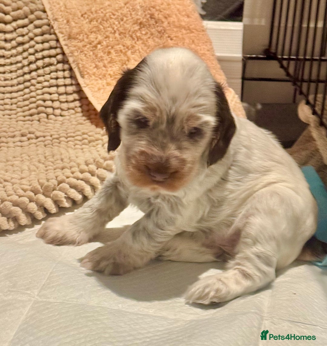 Cocker Spaniel dogs for sale: Two Exceptional girl English Show Cockers - Advert 10