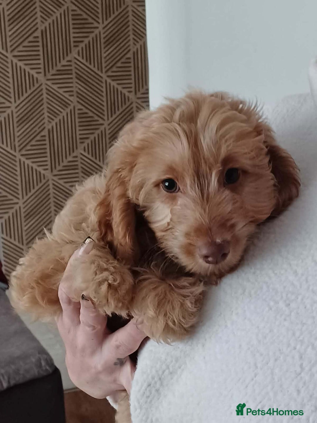 Cavapoo dogs for sale: One male Cavapoo - Advert 4