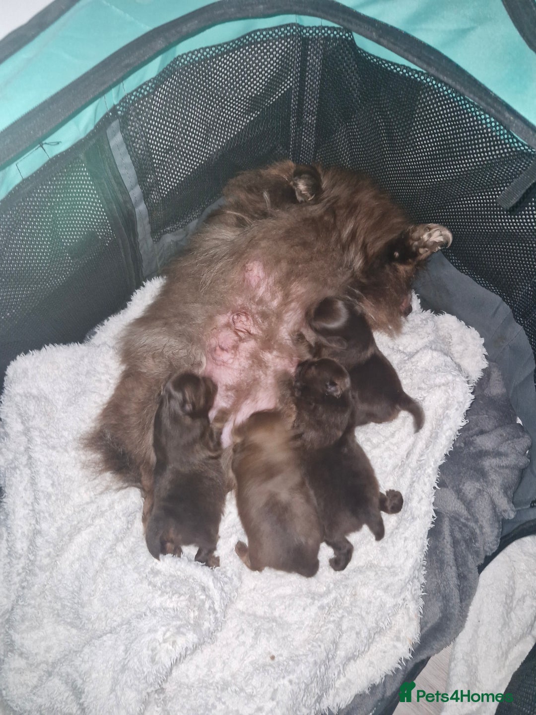 Pomeranian dogs for sale: Beautiful short snout kc pomeranian puppies - Image 4