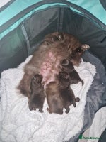 Pomeranian dogs Beautiful short snout kc pomeranian puppies - Advert 5