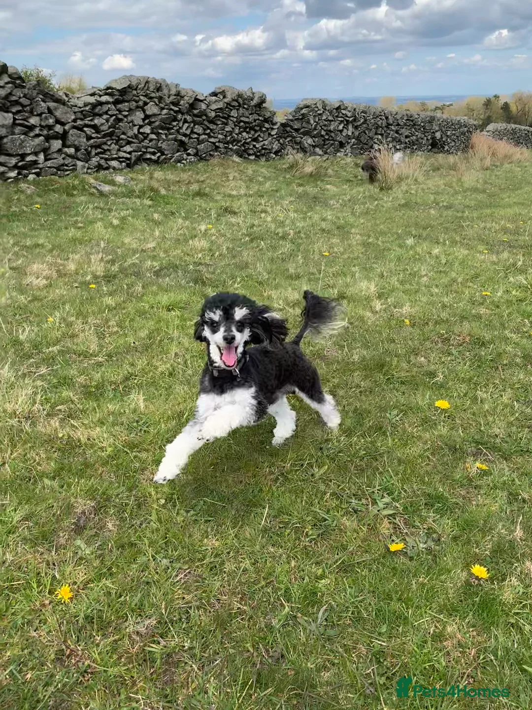 Toy Poodle dogs for stud: Phantom Toy Poodle Tri colour KC (STUD ONLY) in Coalville - Advert 10