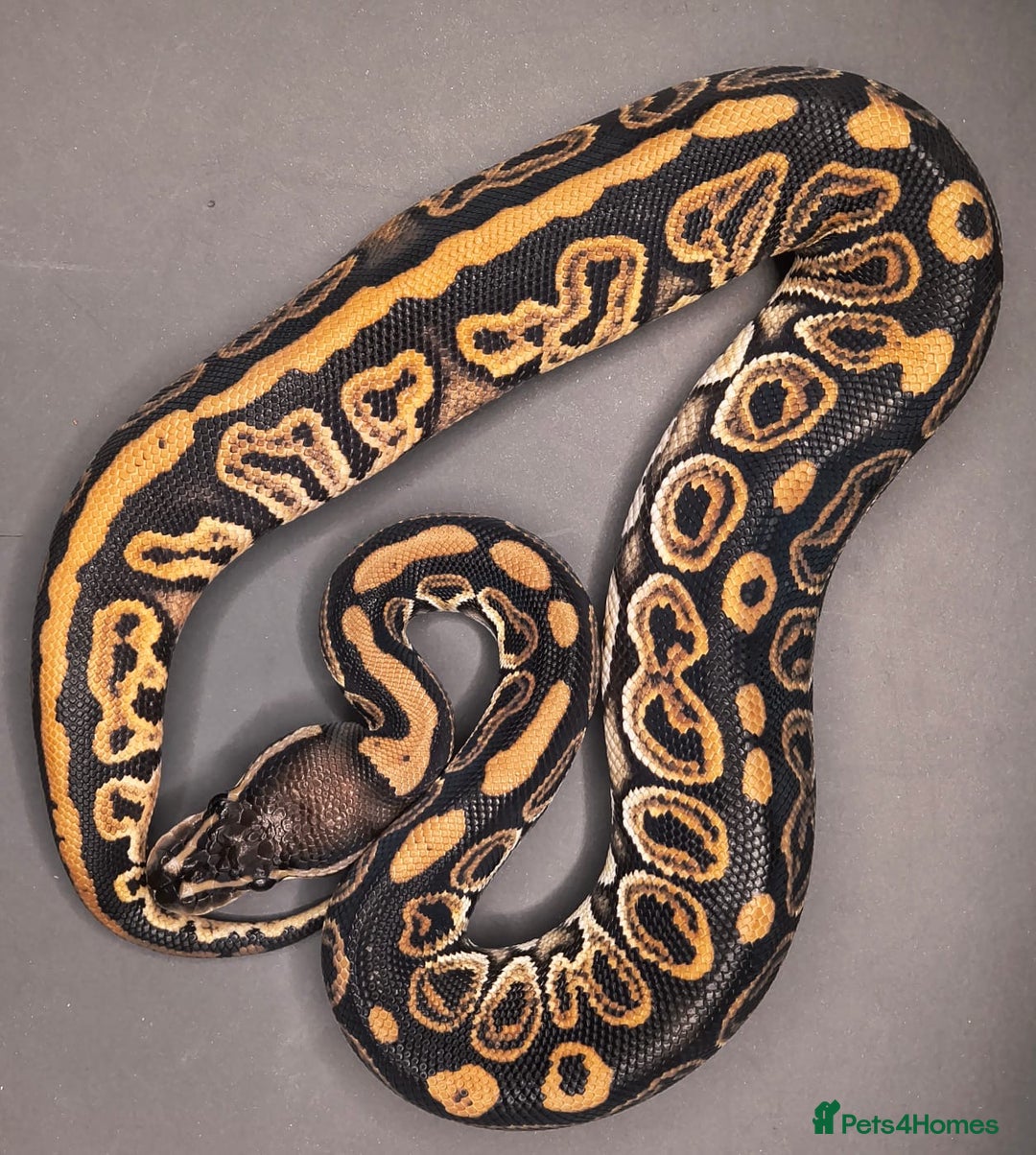 Python Snake reptiles for sale: Two males available - Advert 1