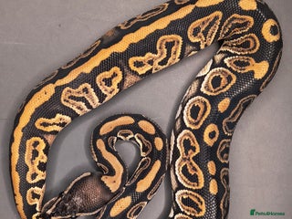 Python Snake reptiles Two males available - Advert 21