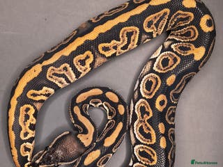 Python Snake reptiles Two males available - Advert 14
