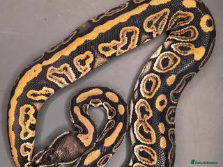 Python Snake reptiles Two males available - Advert 15