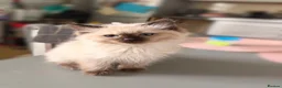 Ragdoll cats for sale: 1 girl left Seal point ragdoll - Advert 2