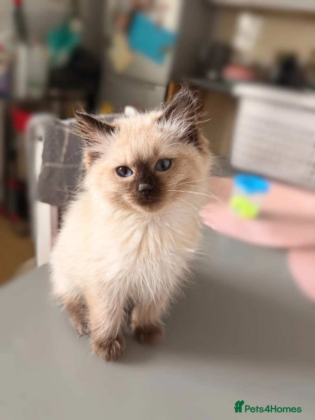 Ragdoll cats for sale: 1 girl left Seal point ragdoll - Advert 2