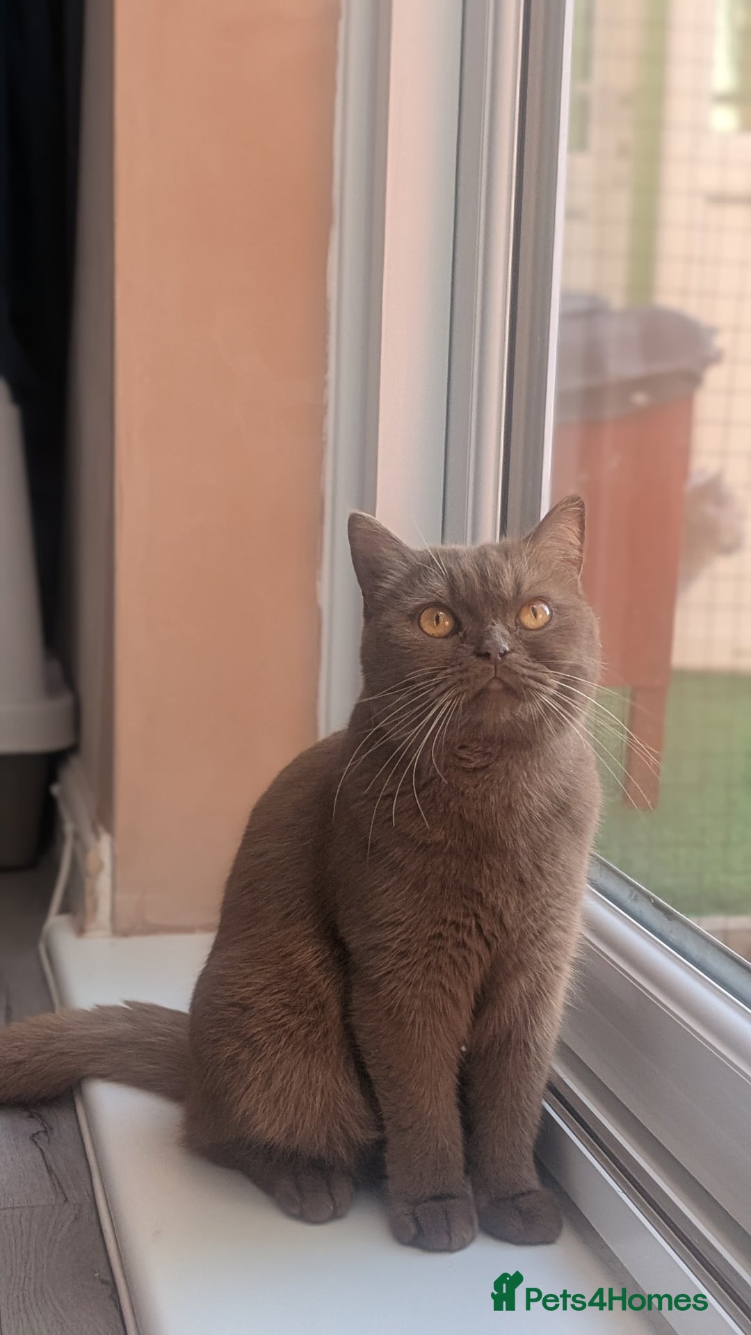 British Shorthair cats for sale: Active GCCF cinnamon female  - Advert 8