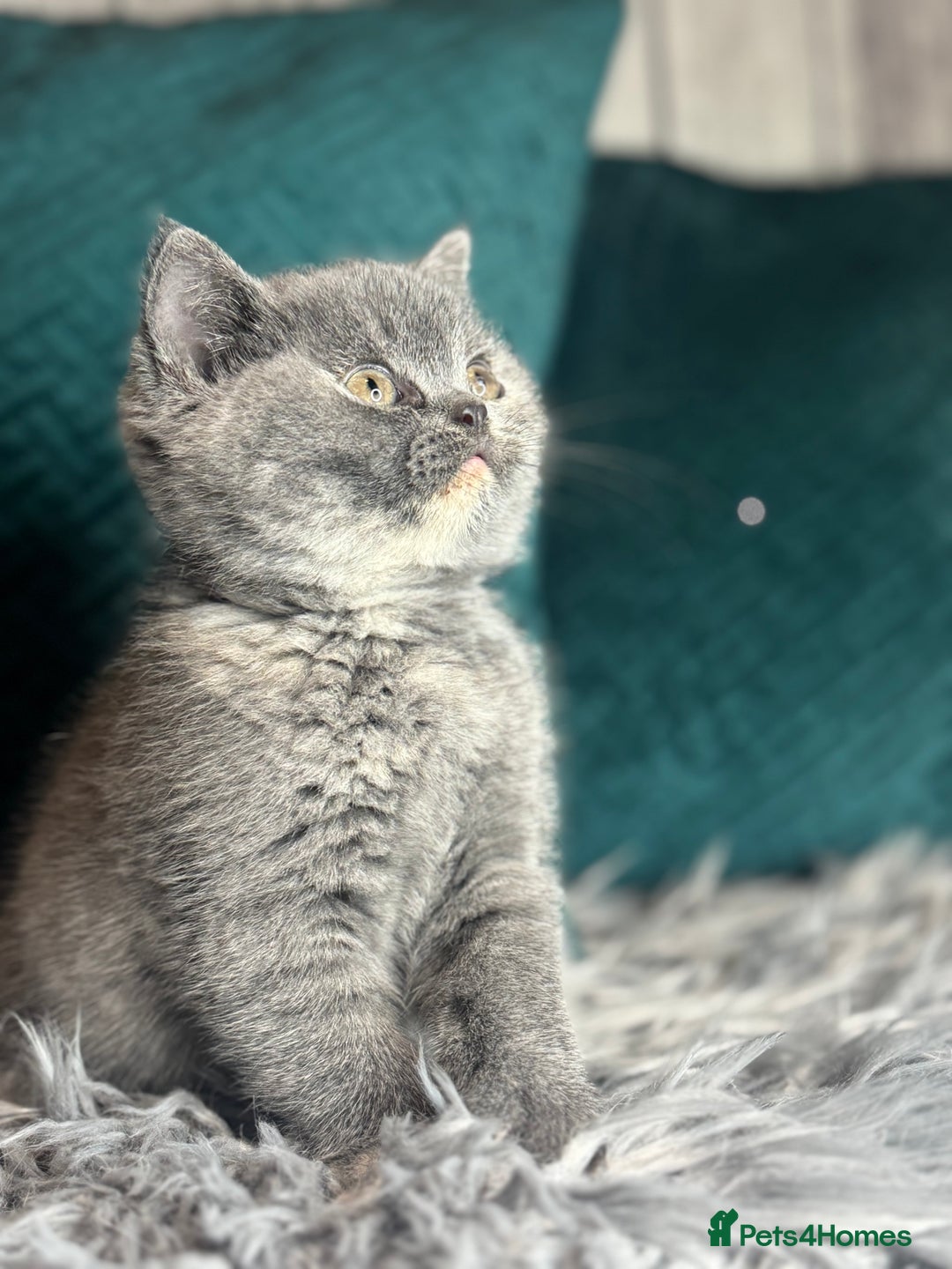 British Shorthair cats for sale: British Shorthair Kittens blue tortie  - Advert 18