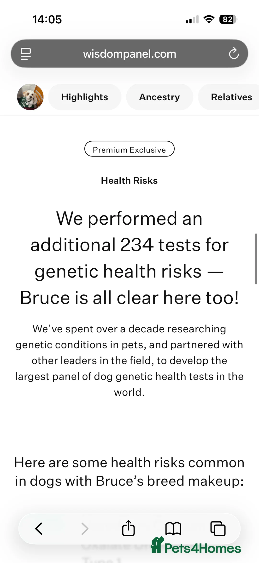 Biewer Terrier dogs for stud: Gold dust biewer for stud (health tested) in Weymouth - Advert 13