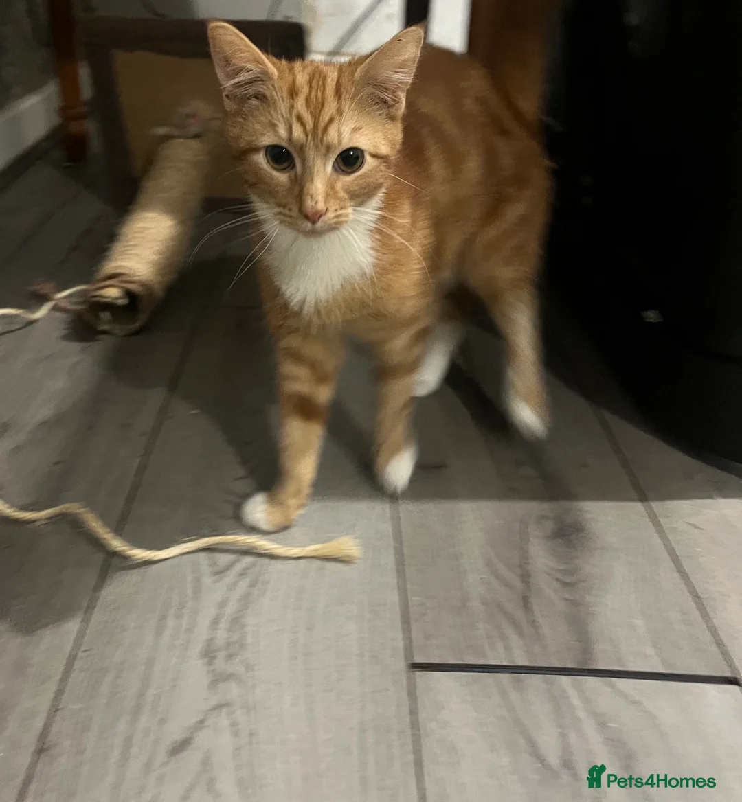 Mixed Breed cats for sale: Kittens - Advert 5