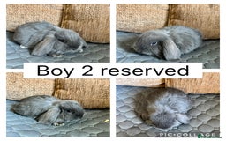 Mini Lop rabbits for sale: *ALL RESERVED* 6 baby mini lops ready to reserve  - Image 5