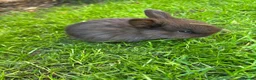 English Lop rabbits for sale: 5 beautiful English Lop bunnies - range of colours in Shefford - Advert 6