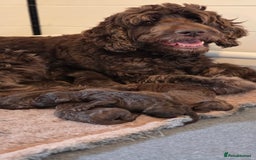 Goldendoodle dogs for sale: F2B Goldendoodle puppies - Image 1