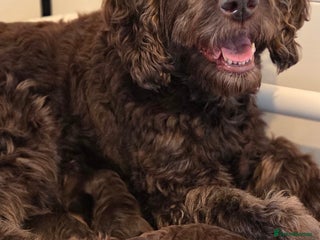 Goldendoodle dogs - Advert 26