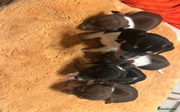 Jack Russell dogs for sale: Jack Russell puppies short legged  - Image 1