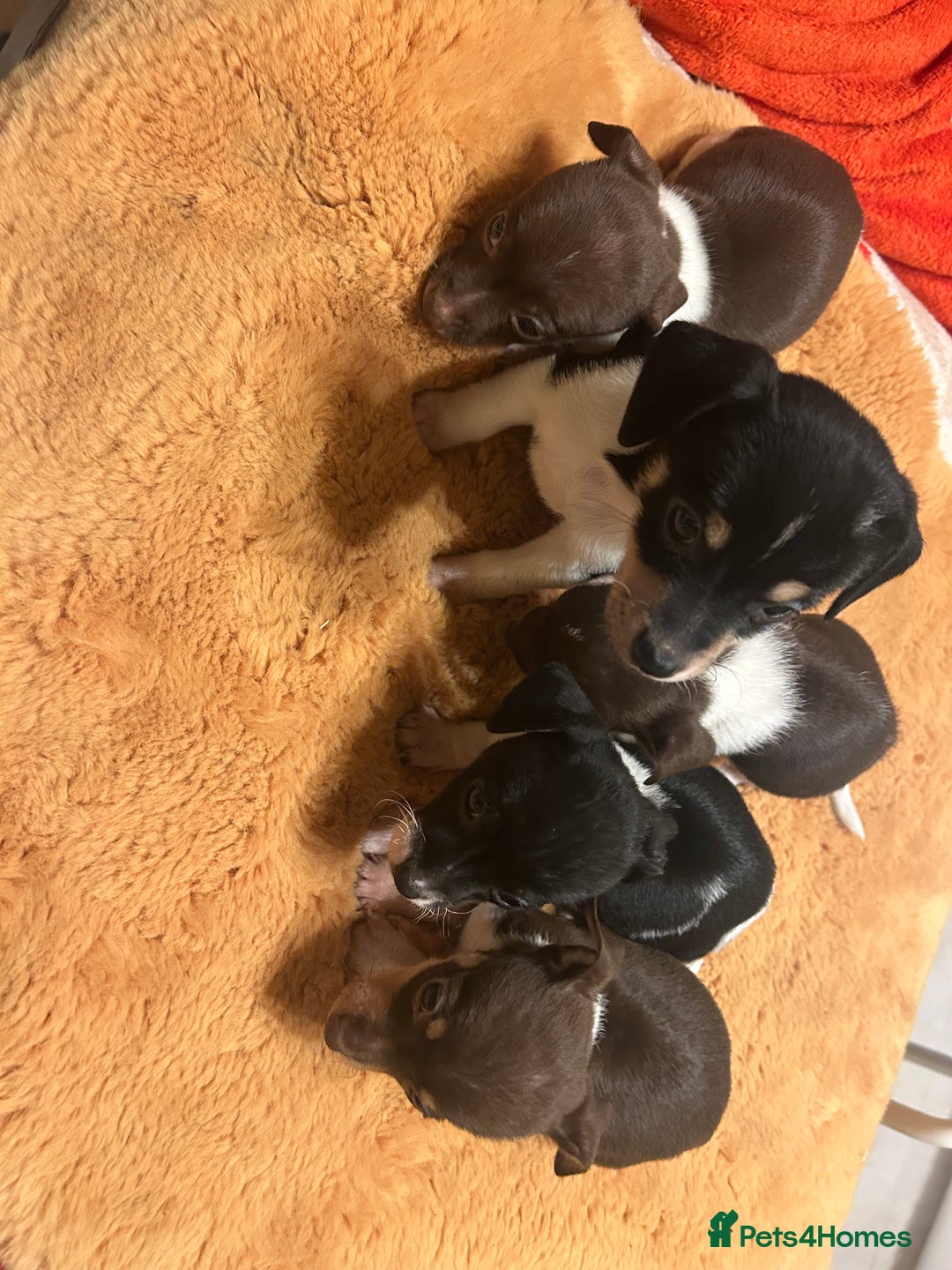 Jack Russell dogs for sale: Jack Russell puppies short legged  - Image 1