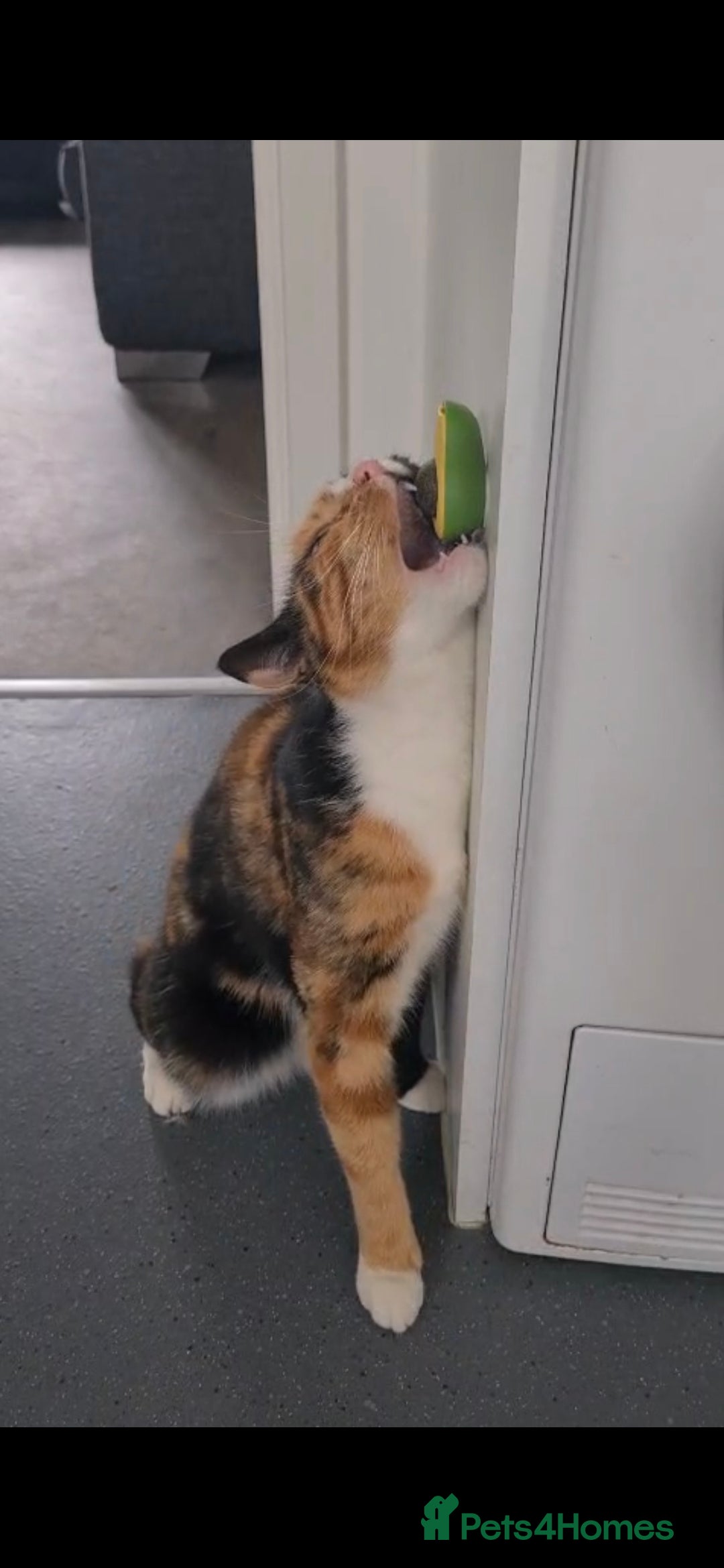 Domestic Shorthair cats for sale: Domestic Shorthair - Tortie Colouring - Advert 3