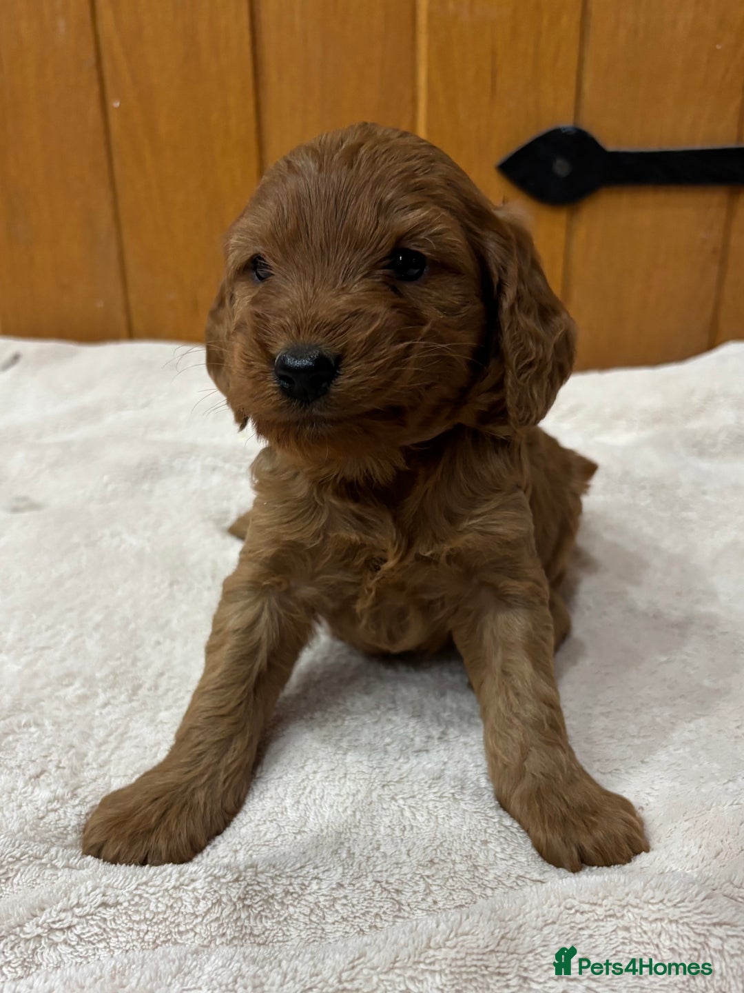 Cockapoo dogs for sale: Stunning Cockapoos Puppies DNA tested parents  - Advert 5
