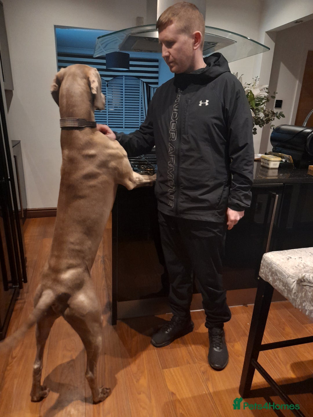 Weimaraner dogs for stud: GHOST Silver Weimeraner 3years Full Ped & Papers  - Image 5