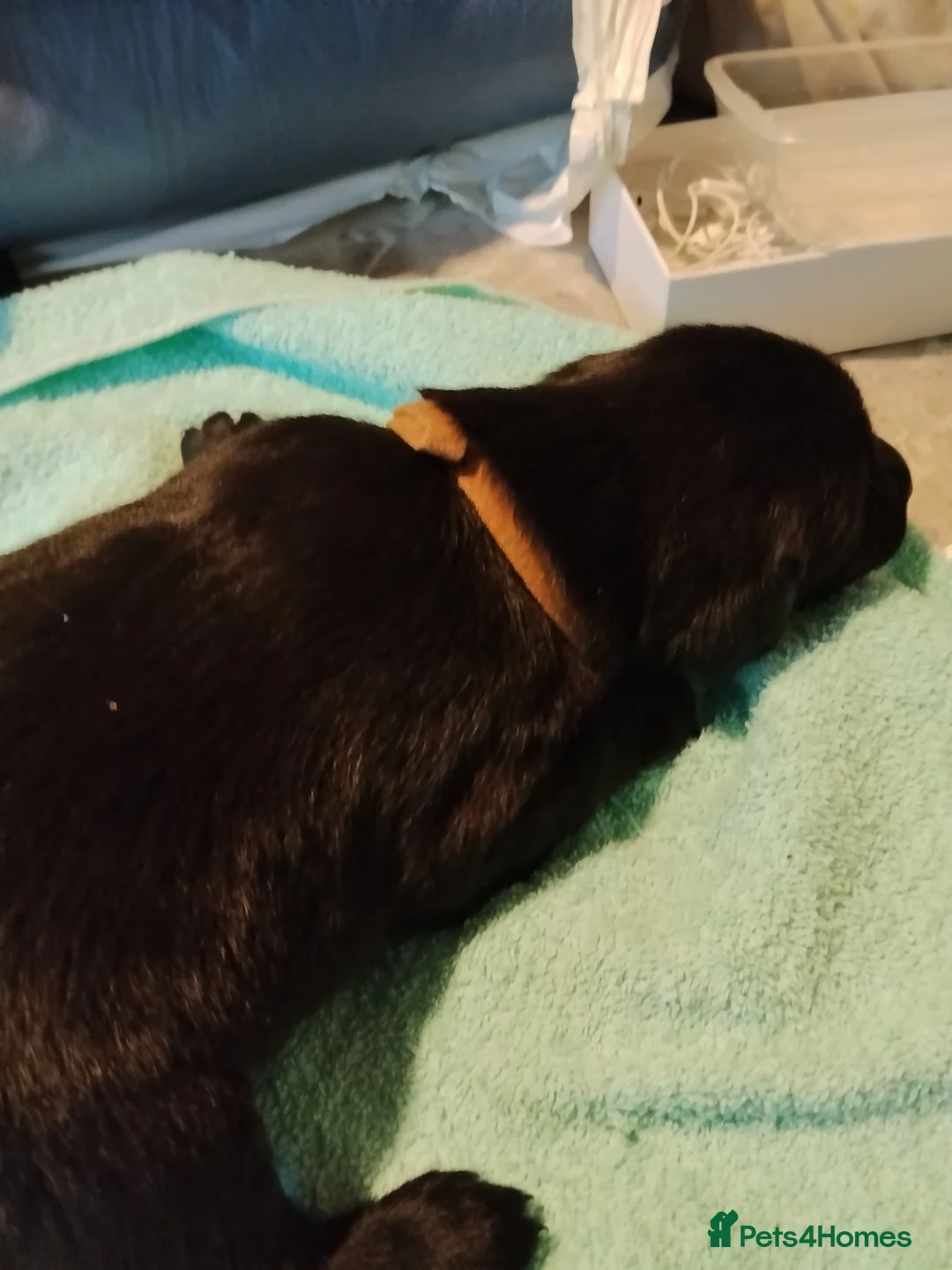 Labrador Retriever dogs for sale: 6 Yellow/Black Labrador Retrievers - Advert 24