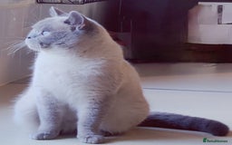 British Shorthair cats for sale: 💥CHAMPION💥SIRED💥🏆FEMALE😍🔥 in Dudley - Image 18