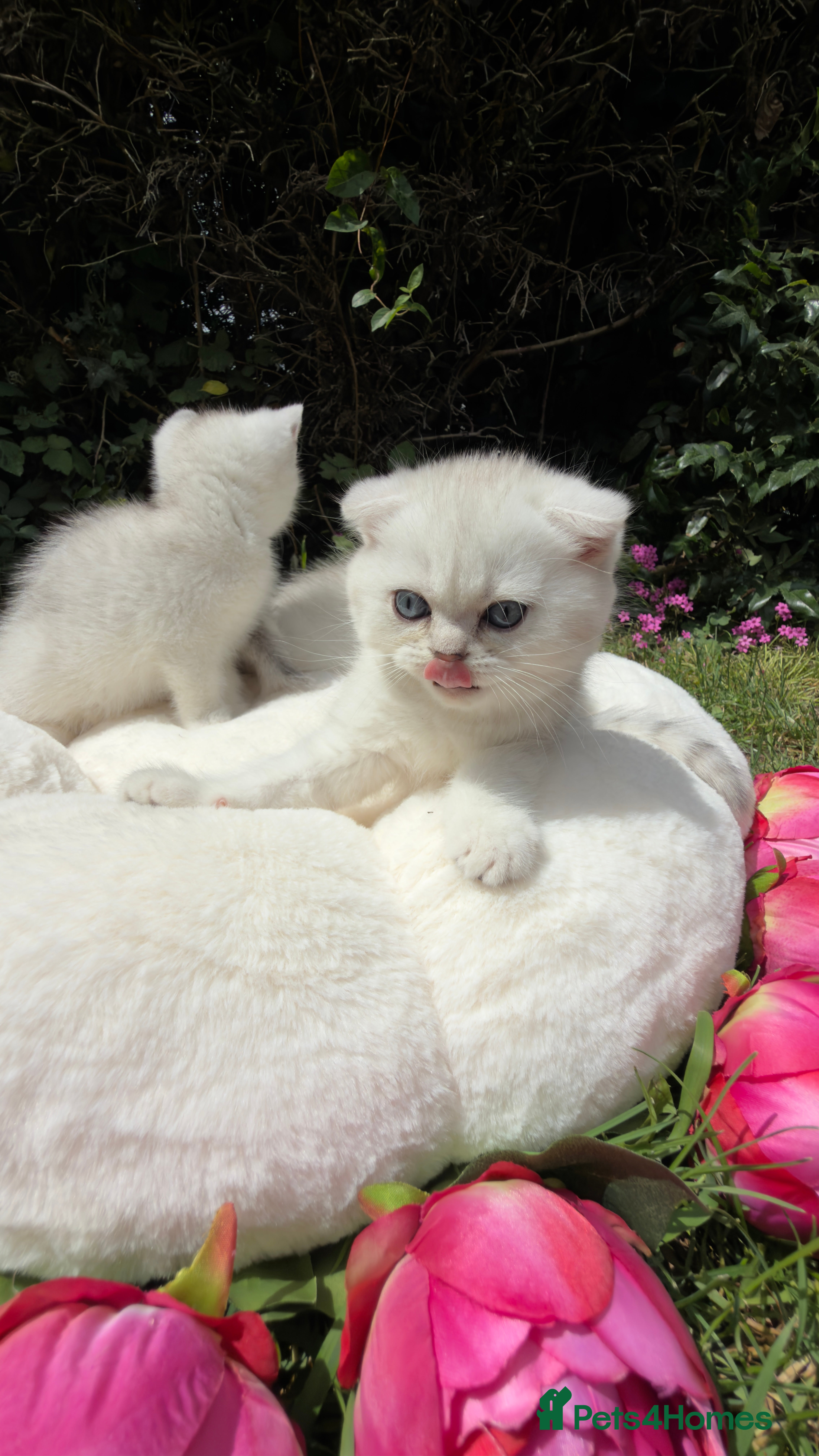 Scottish Fold Kitten 1