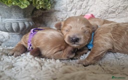 Poochon dogs for sale: Health tested parents  - Advert 10