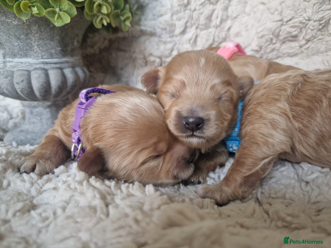 Poochon dogs for sale: Health tested parents  - Advert 10