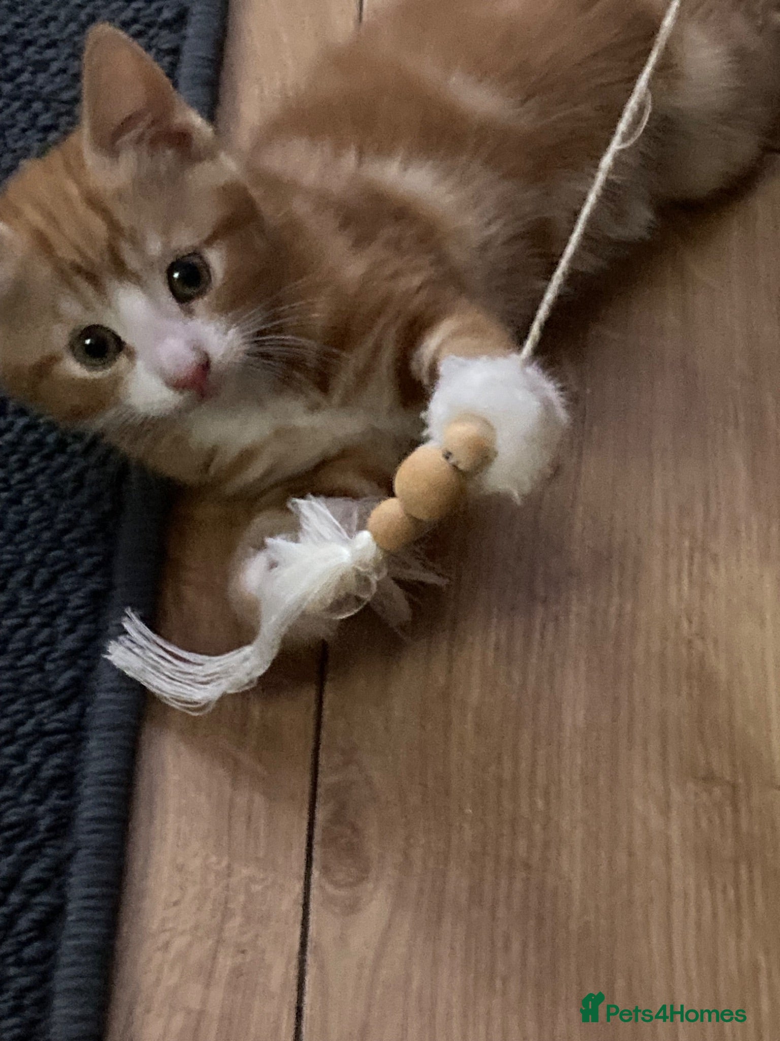 Mixed Breed cats Lovely kittens for sale  - Advert 1