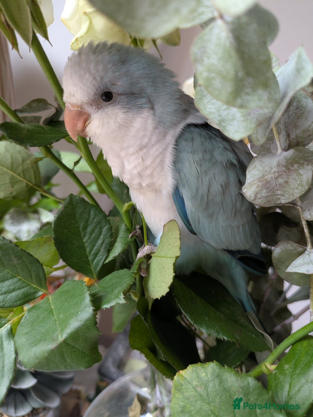 Parakeets birds for sale: Quaker parrots babies hand reared different colour - Image 1