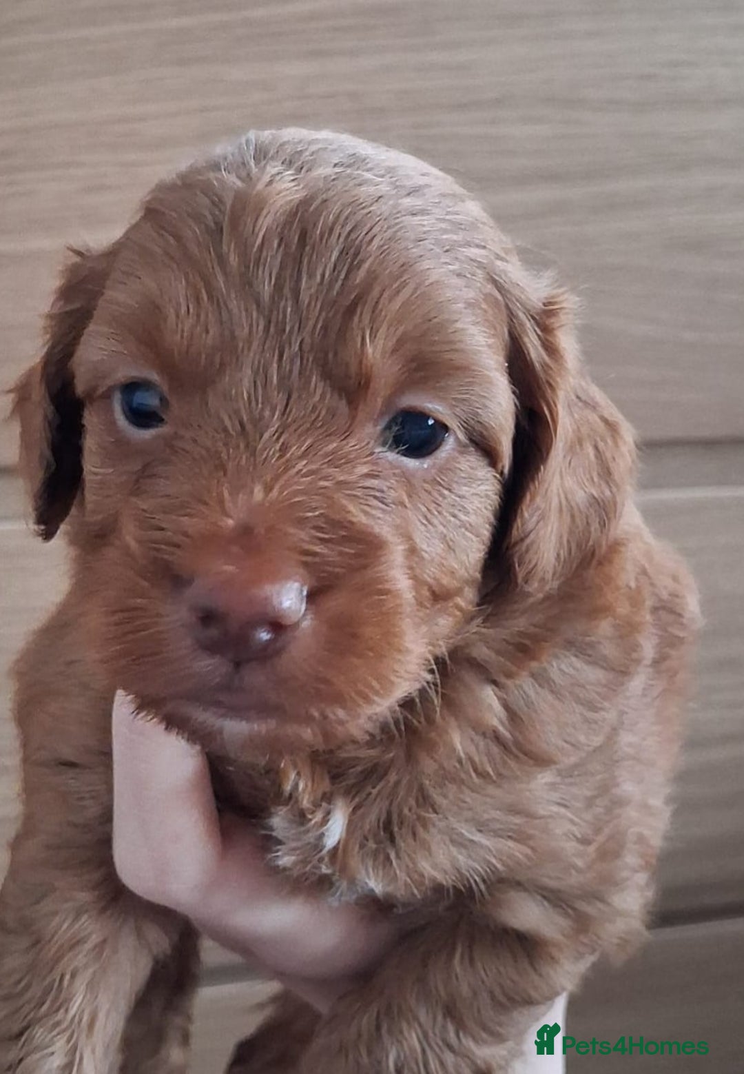 Cockapoo dogs for sale: ** ADORABLE COCKAPOO PUPPIES ** - Advert 8