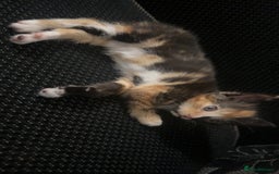 Mixed Breed cats for sale: Cute kittens  - Advert 4