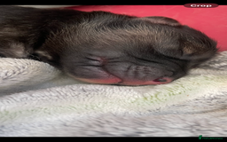 Mixed Breed dogs for sale: Malkita puppies 4 boys  - Image 10